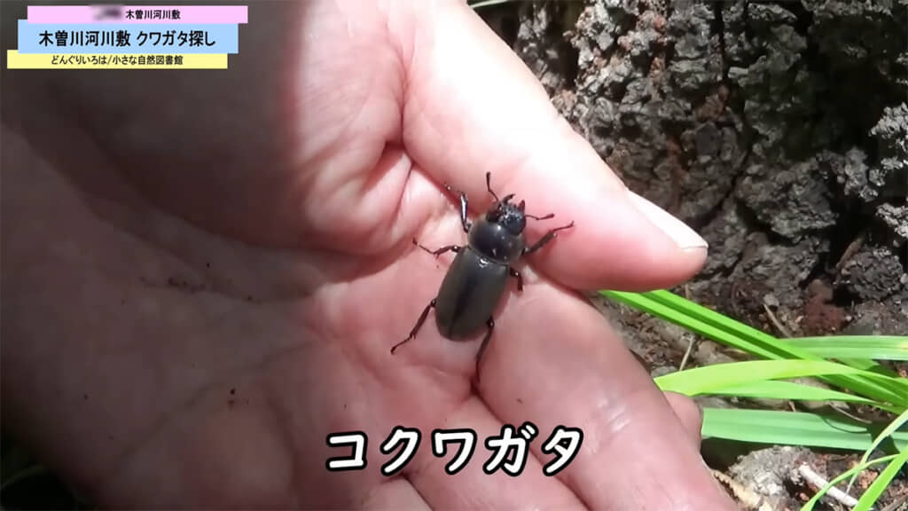 メスのコクワガタも発見！