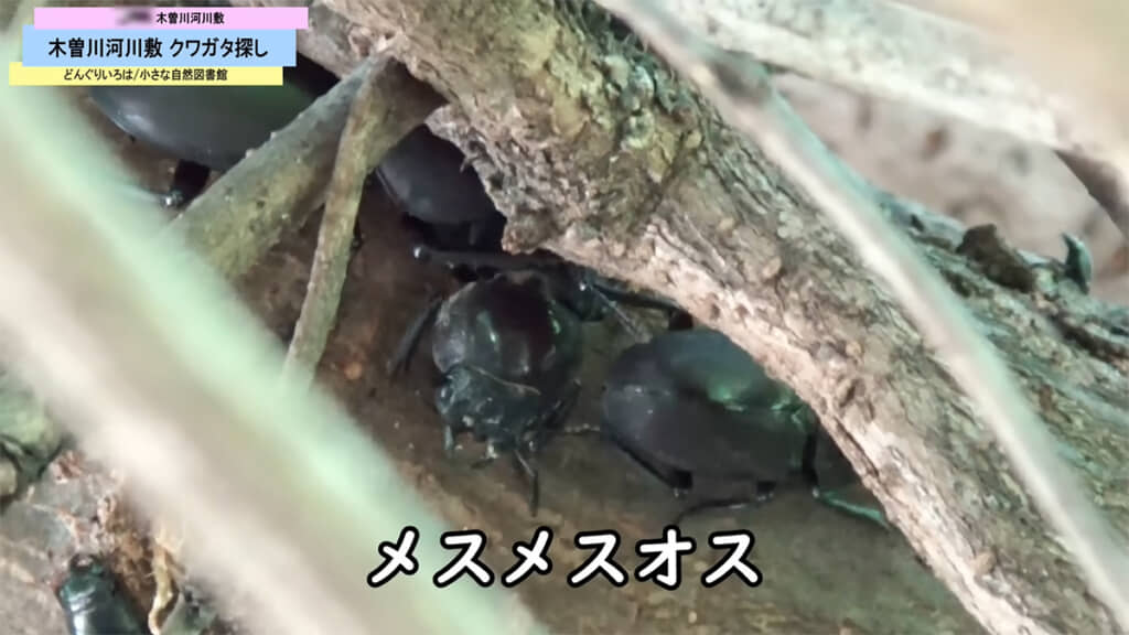 たくさんのコクワガタが集まっていたアキニレの木