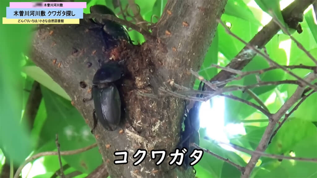 全部で17匹ものコクワガタを発見できました