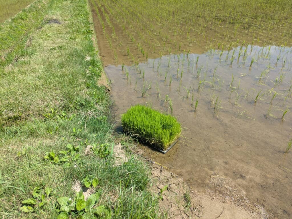 田植えが終わった苗