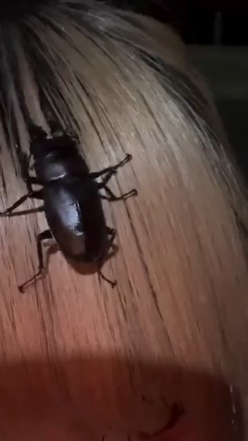 散髪に来たかのようなクワガタ。よりによって、本当に切られたら前髪ごっそりいかれそうな根元のほうに……