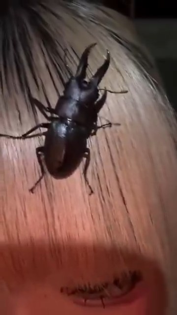 クワガタって足先がかぎ型だったりして、なかなか離れてくれないんですよね……