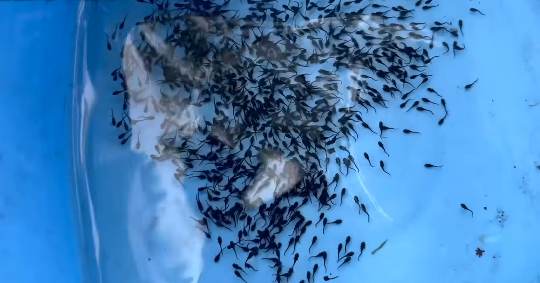 オタマジャクシみたいな大量の稚魚→“全滅が当たり前”だったが……　1年後の姿に「これは快挙」「愛情を感じます」（1/3） | その他生き物 ねとらぼ