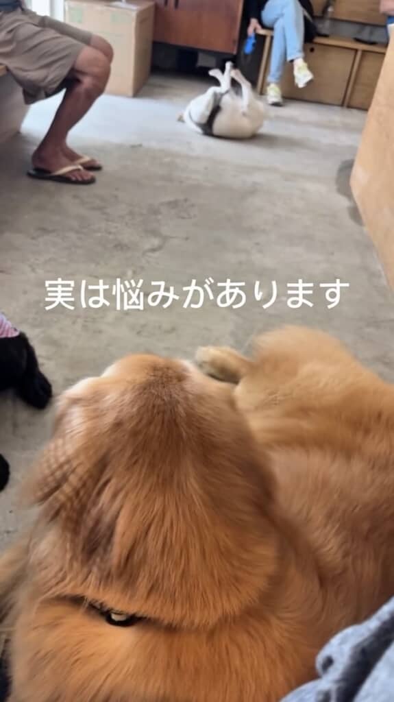 チェスターくんの悩みとは？