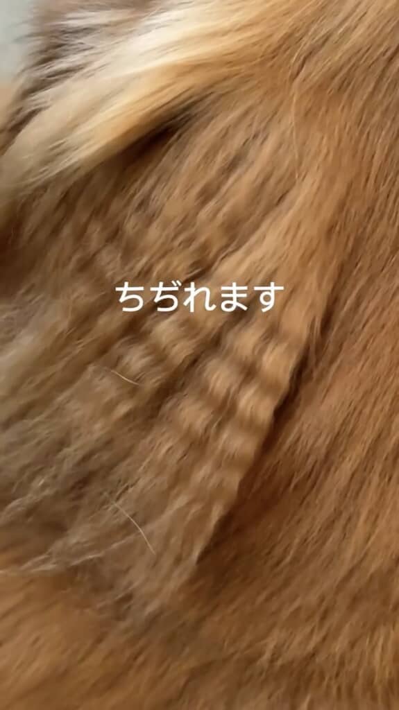 湿気で毛が縮れ、そこだけ束状に！