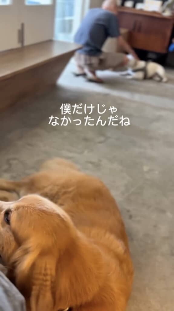 飼い主さんが他のワンコをかわいがることも悩み……