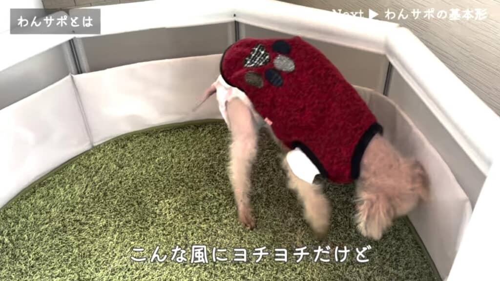 ふらつくようになったシニア犬のくうちゃん