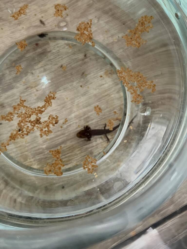 メダカの水槽にいつの間にかいたイモリらしき生き物