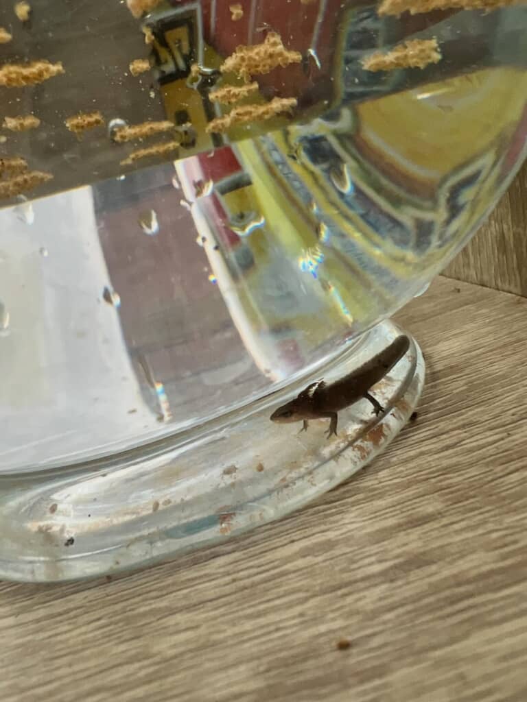 エラがあるイモリの幼体らしき生き物