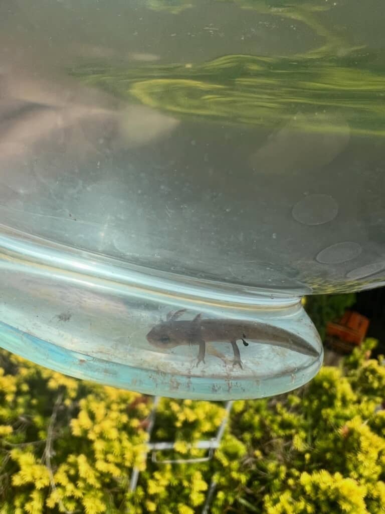 別の水槽で暮らすことになったイモリ