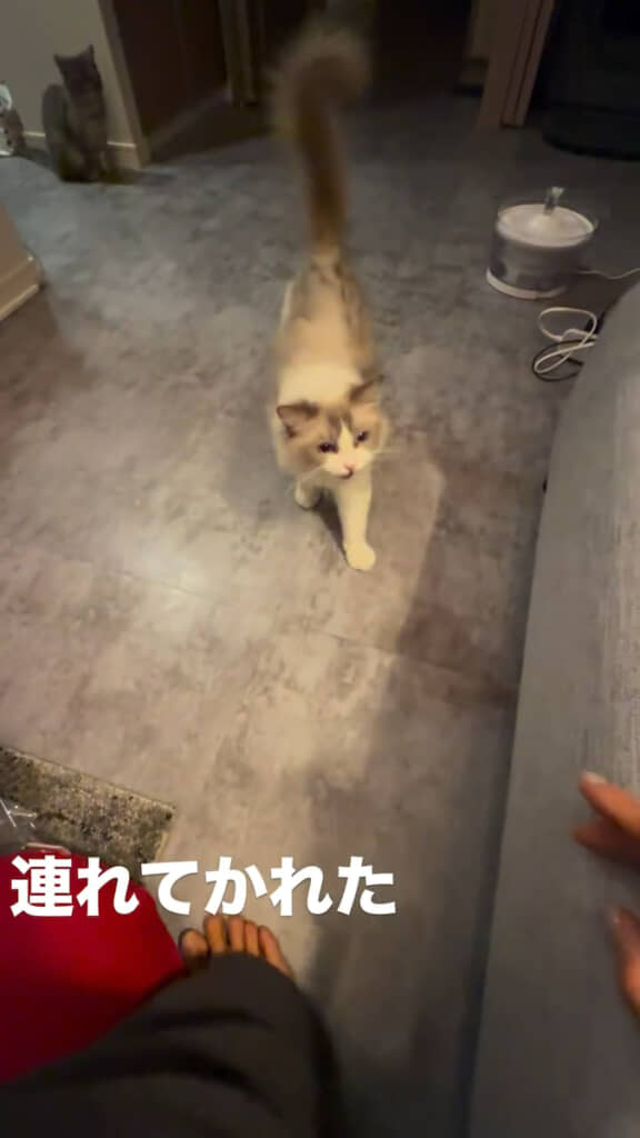 鳴きながら近づいてくるぽんぽんちゃん