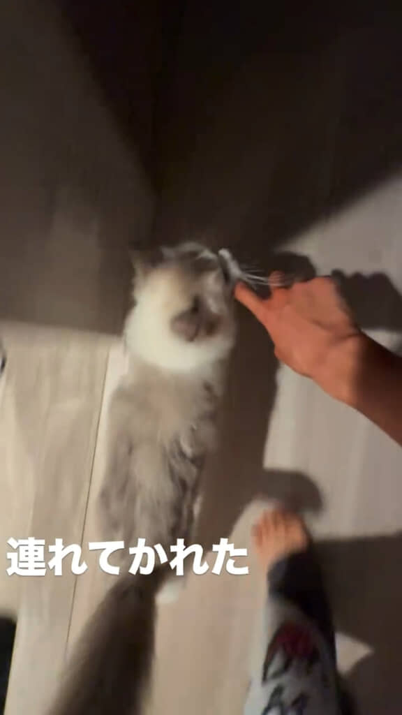 「ニャァァァァ……」と鳴きつつ移動