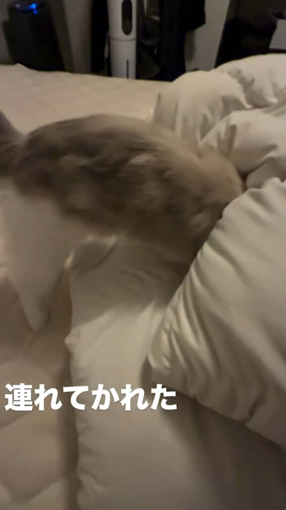 穴を掘る要領で掛け布団に潜り込もうとする