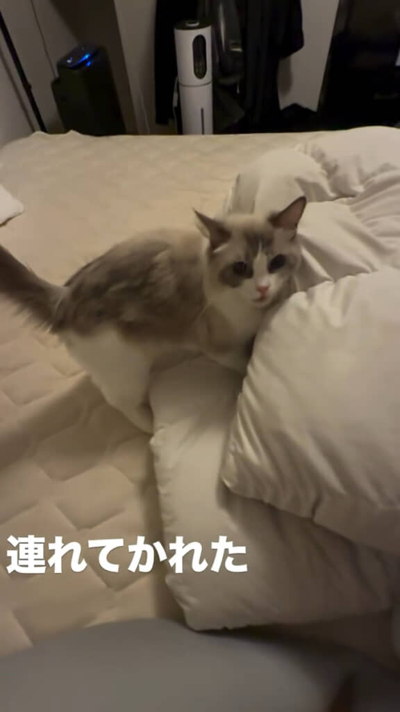 途中で「ニャ」