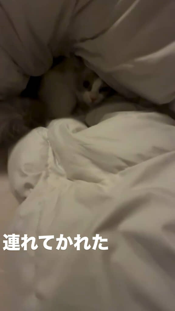 掛け布団の中からじーっ