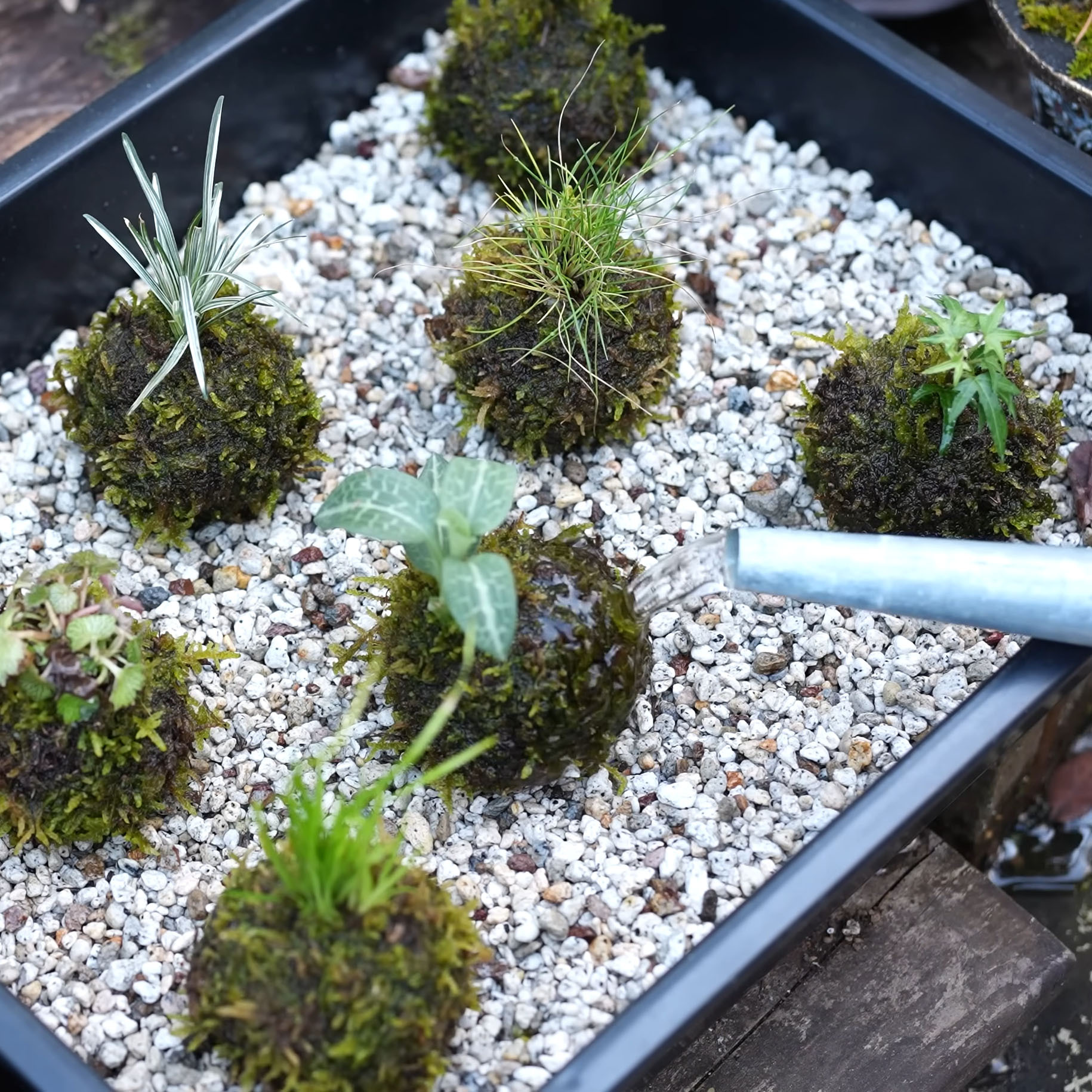 コケを巻き付けた“お茶パック”→毎日水をやって70日後……「えー！」　驚きの変化に「楽しそう」「素晴らしいアイデア」（1/3） | その他生き物 ねとらぼ