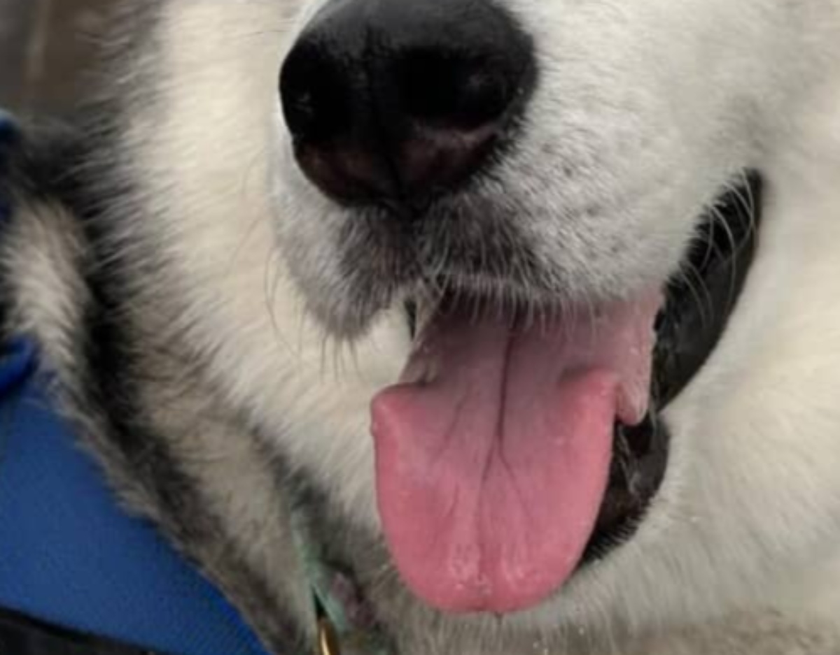 散歩中、通行人に「大きくて大人しい柴犬ね」と言われた犬→実は……　思わぬ正体に「んな訳あるかい」「こんな柴犬見たことない」（1/3） | 犬 ねとらぼ
