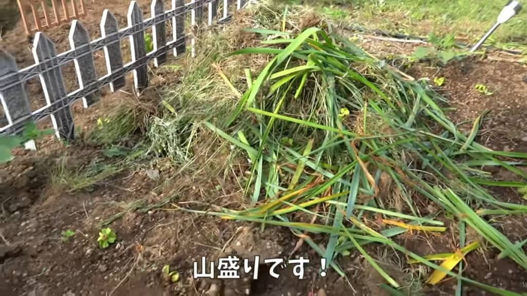 草むしりで抜き取った大量の雑草