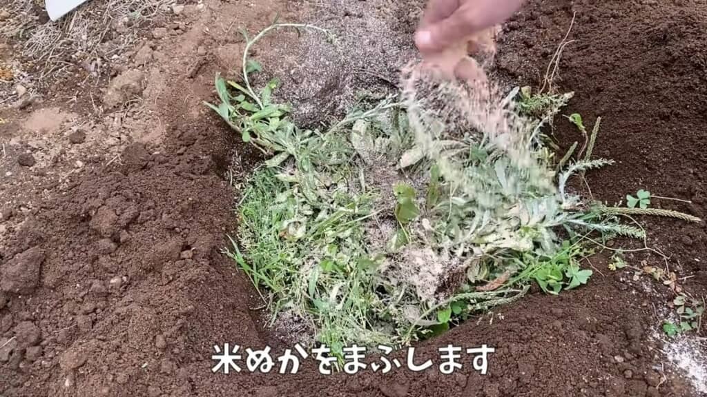 地面の穴に雑草と米ぬかを入れる