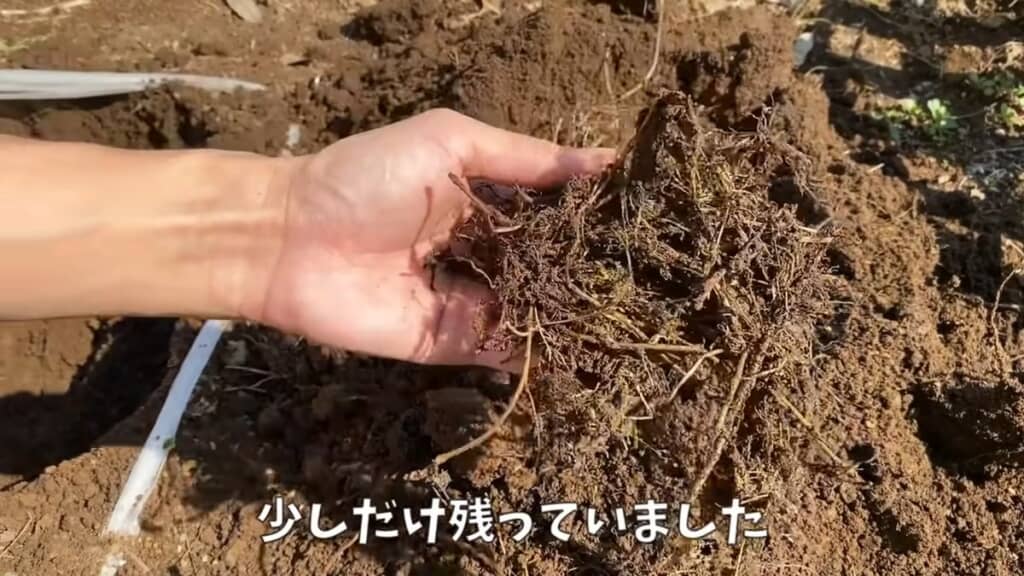 土中に埋め込んだ雑草の残り