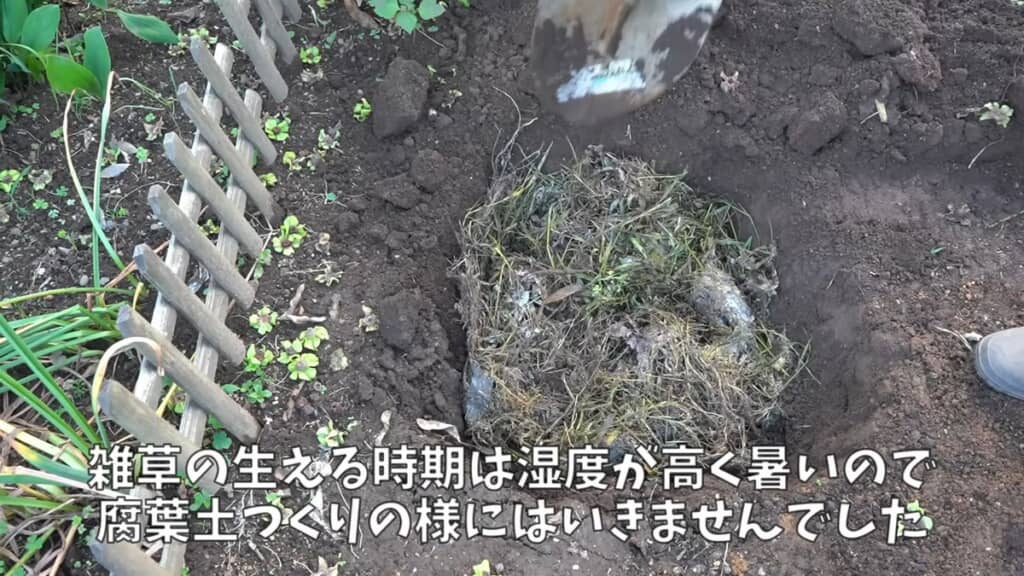 カビた雑草の塊を土中に埋める