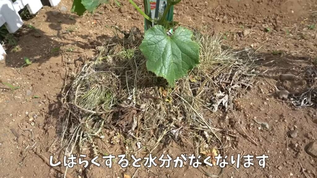 植物の株元に敷いた草マルチ