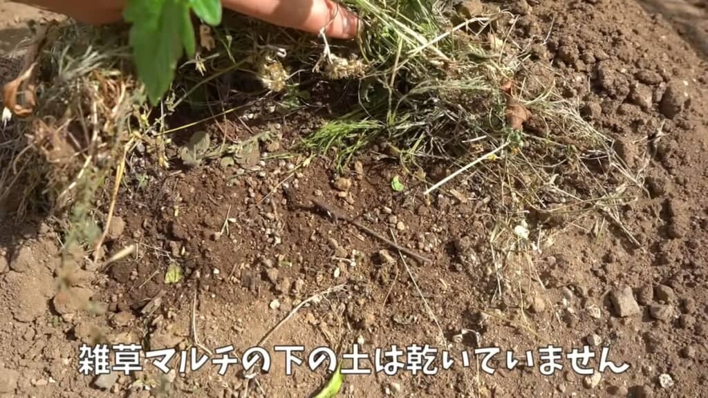 草マルチの下の湿った土