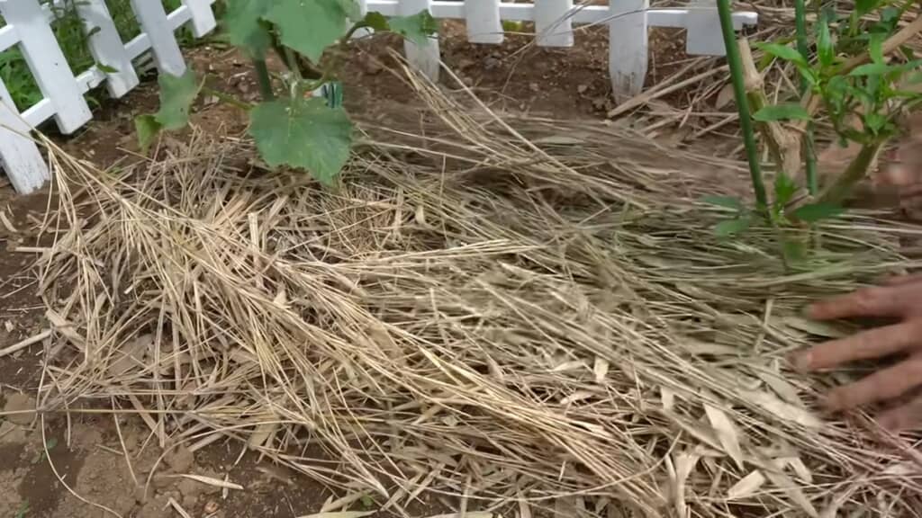 草マルチに最適なイネ科の植物を敷いた状態
