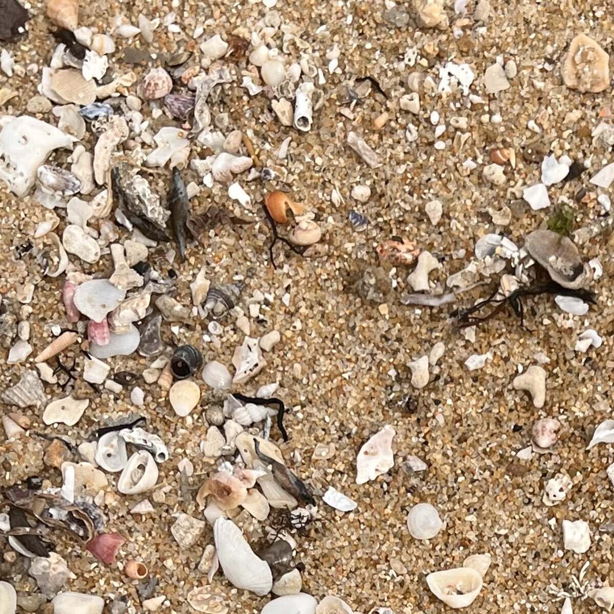 海辺を散歩中、「ゴミかと思って」拾ったら……　まさかの正体に「マジですか?!!!」「50年生きてきて初めて知りました」 | ライフスタイル ねとらぼ