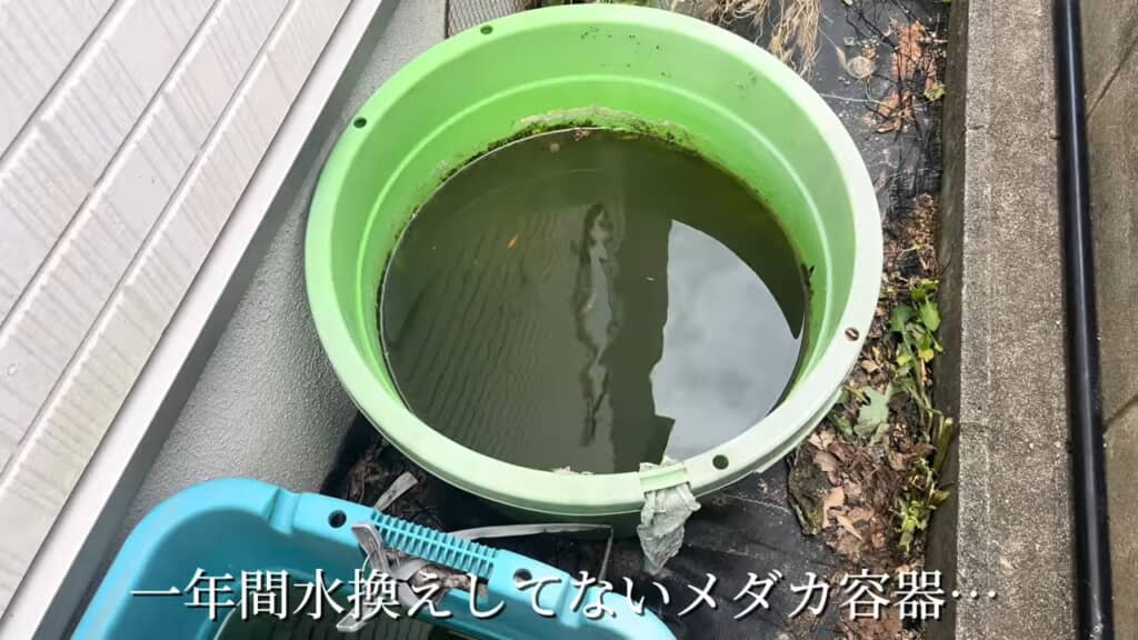 1年間水換えなし