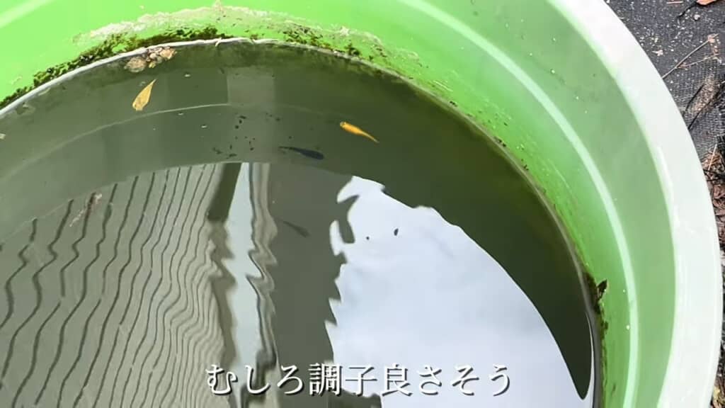 元気なメダカたち