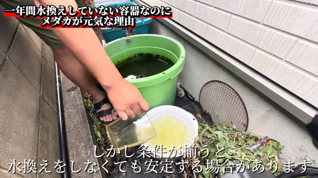 水換えしなくても安定した理由