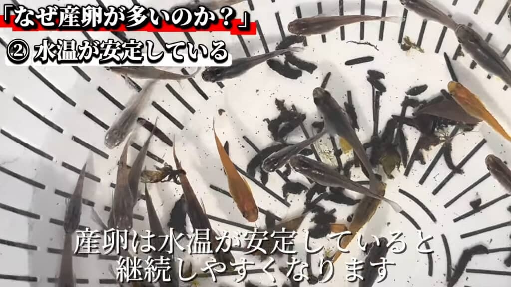 産卵も