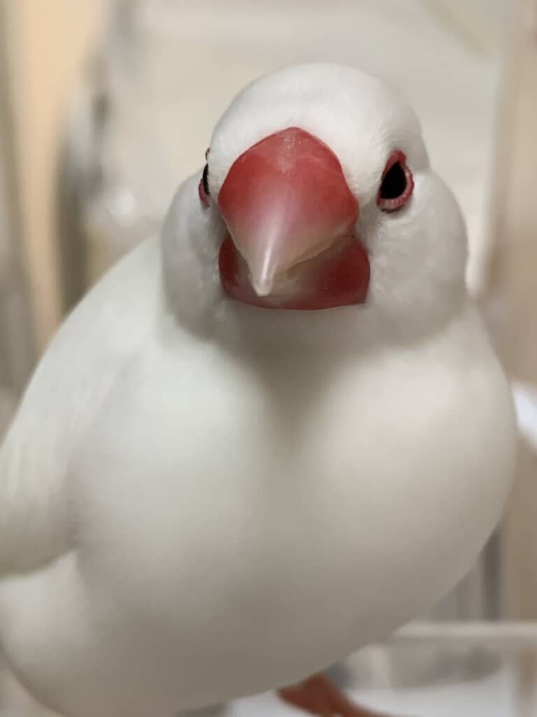 正面から見たときもかわいさ満点のぴーちゃん