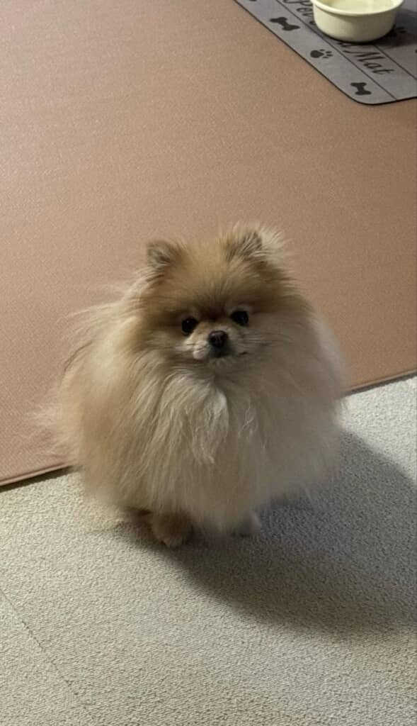 他のワンコの匂いを察知して嫉妬をするなごみちゃん