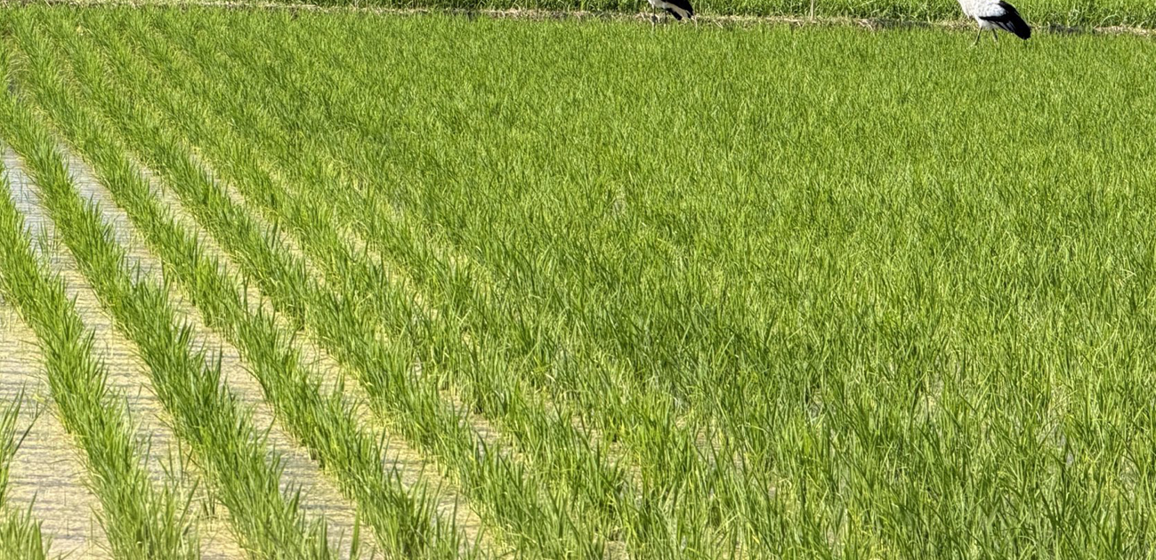 近所の田んぼを通りがかったら……「めちゃおるwww」　なかなか出会えない“まさかの珍客”に「すごい」（1/2） | その他生き物 ねとらぼ