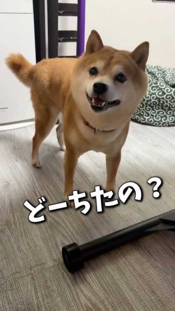 どこか落ち着かない様子の豆千代くん