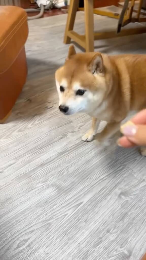 おやつを差し出されても……