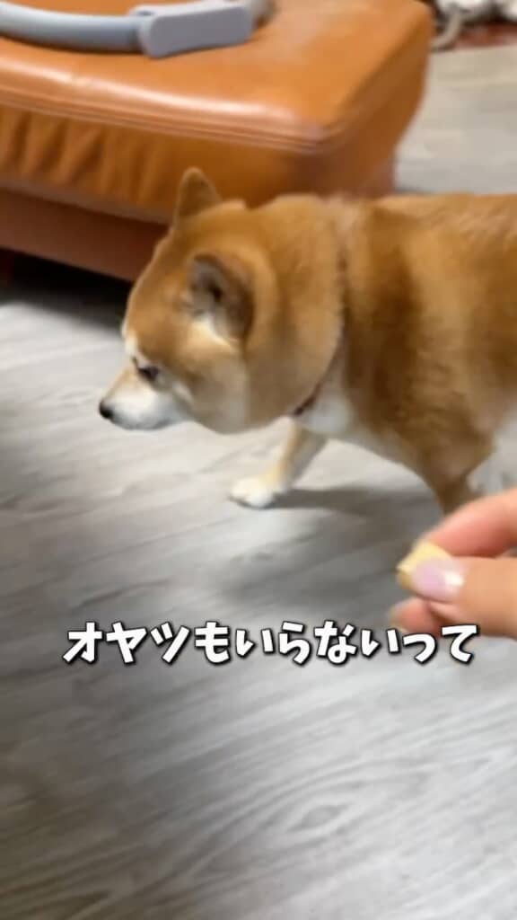 今は食べたくないみたい……