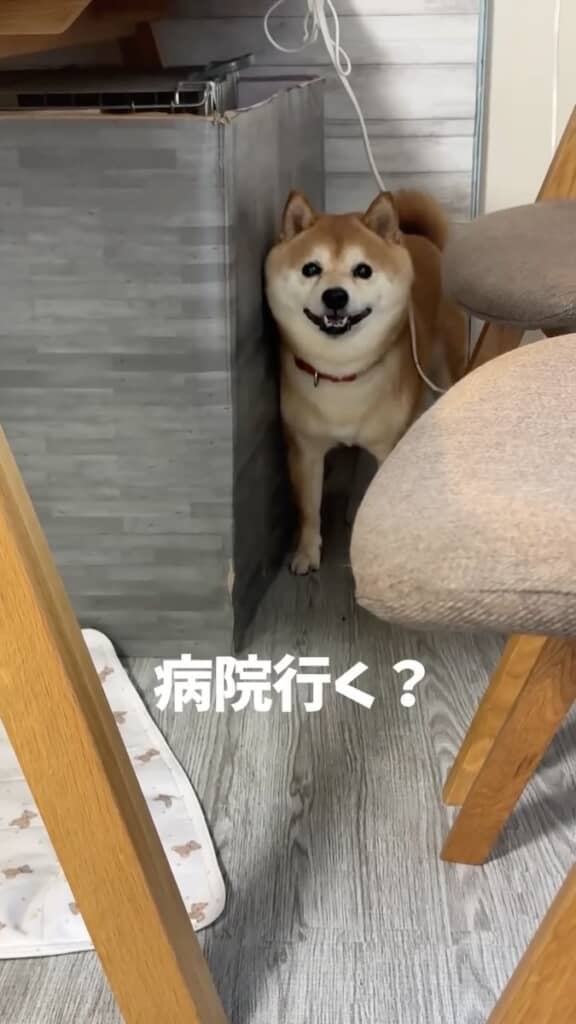 家具の陰に隠れる豆千代くん