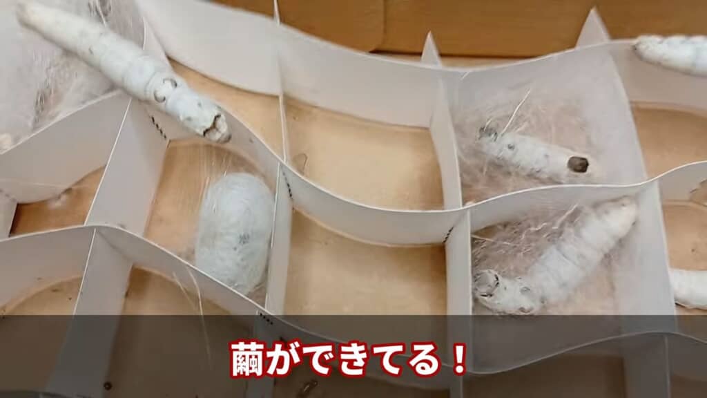 容器内で繭を作り始めたカイコ