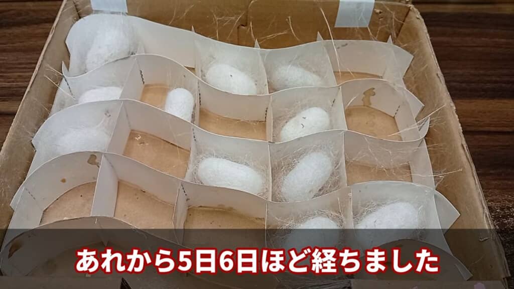 合計11個の繭