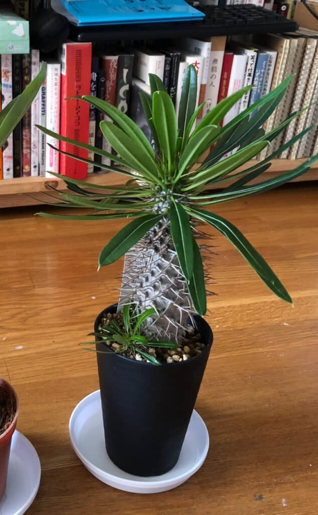お迎え当時のラメリー