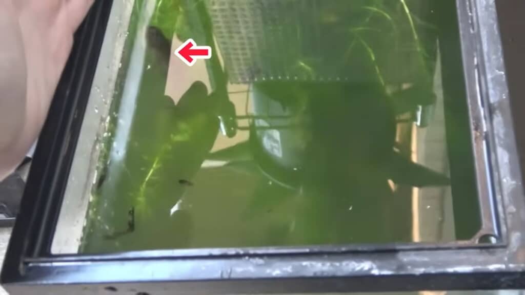 水草だらけの水槽にいる生き物