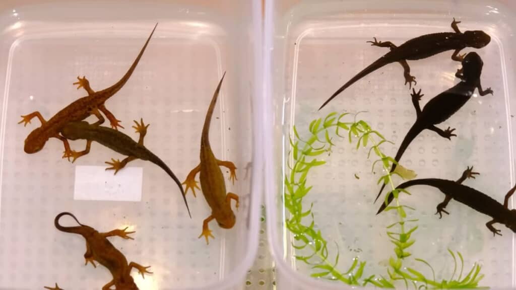 ベランダの個体に比べて体色が薄いアカハライモリ