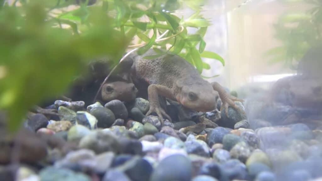 しっかり餌を食べてくれる新しいアカハライモリたち