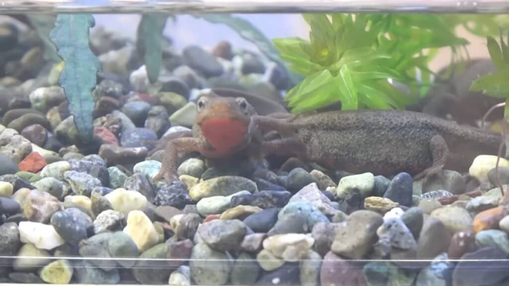 カメラ目線のアカハライモリ