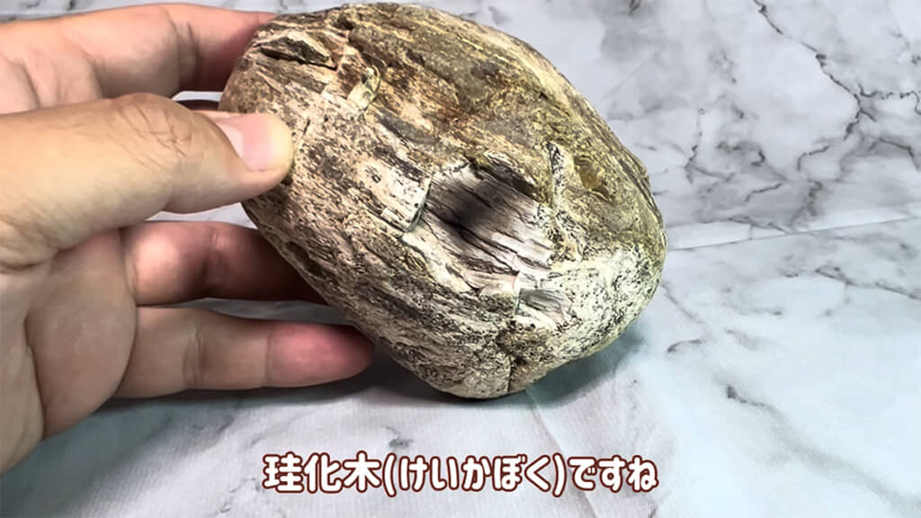 まずは「珪化木(けいかぼく)」の紹介から