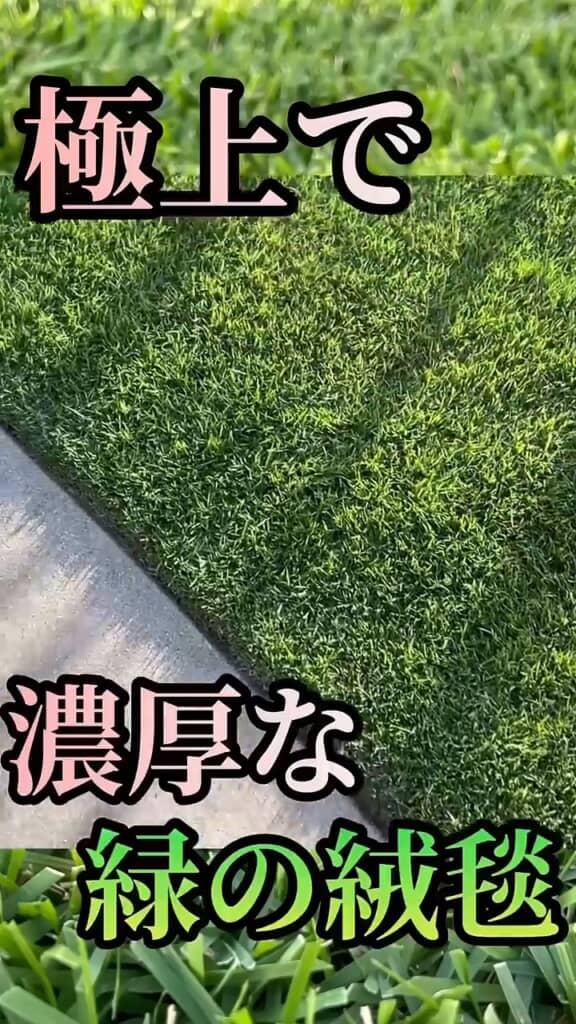 目指すは緑のじゅうたん！