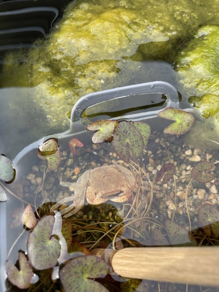 なぜいないはずのカニがここに……？